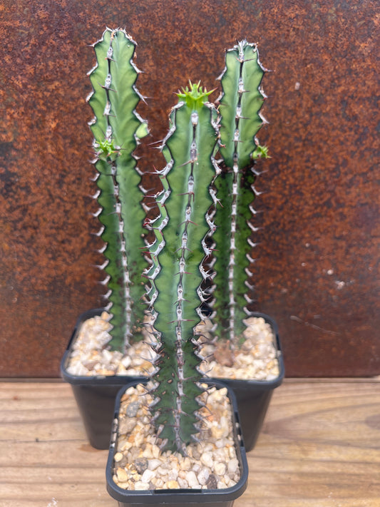 Euphorbia zoutpansbergensis