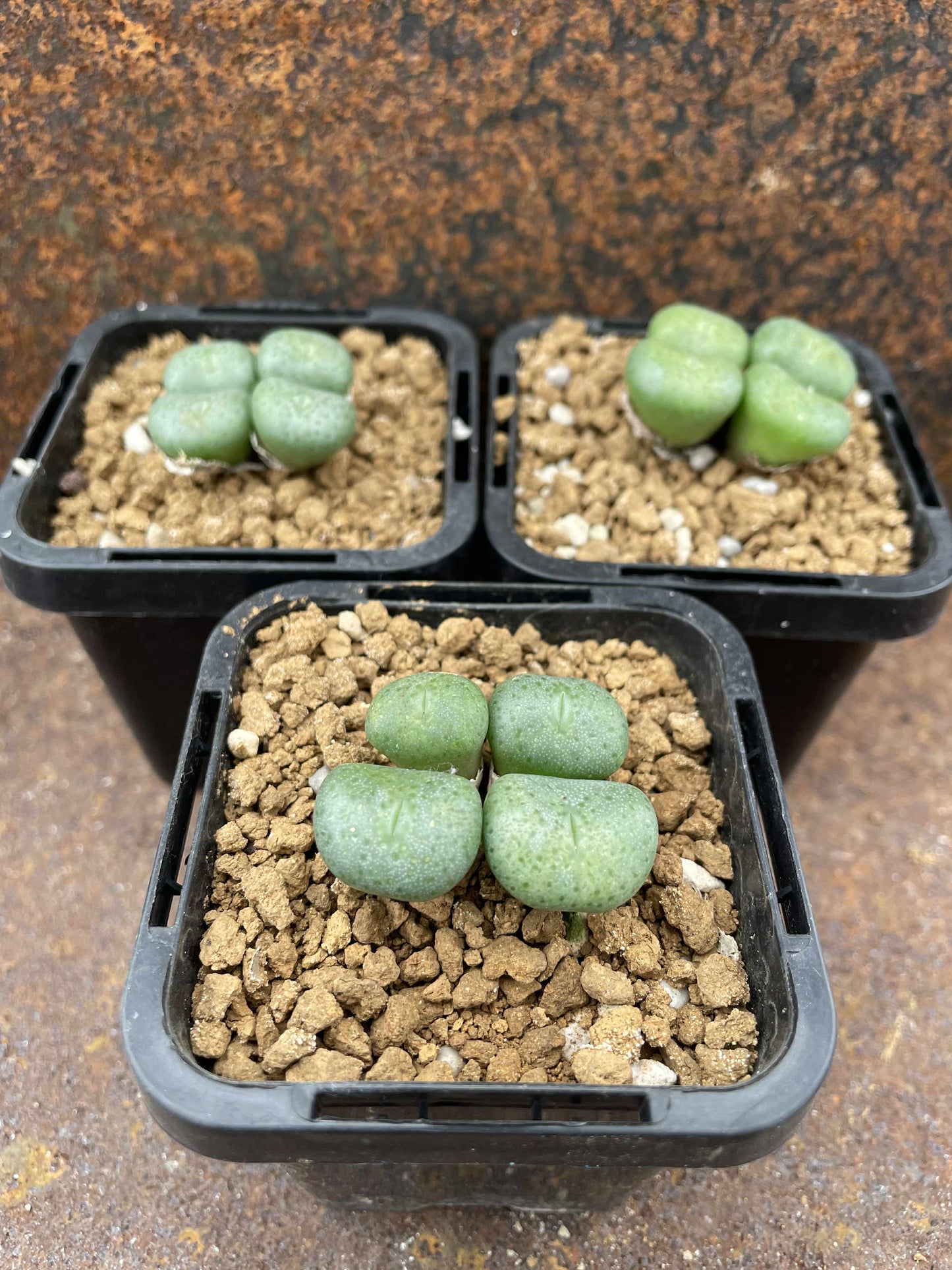 Conophytum truncatum var. brevitubum