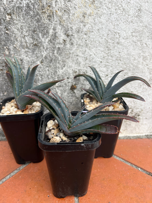 Aloe suprafoliata (Book Aloe)