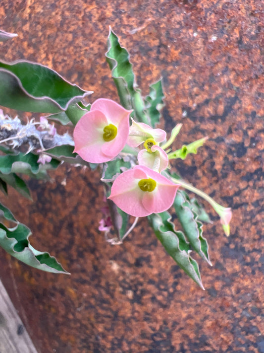 Eu. decaryi “The Dead Plant”
