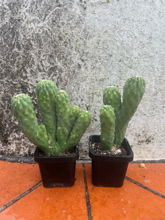 Cereus hildmannianus 'Wild Thing'