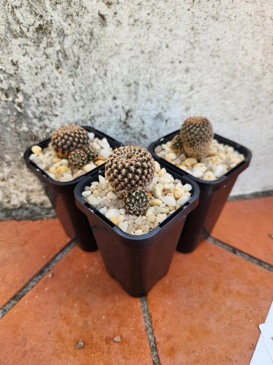 Sulcorebutia heinzii hs151