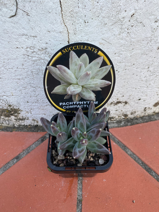 Pachyphytum compactum 'Dwarf Moonstones'