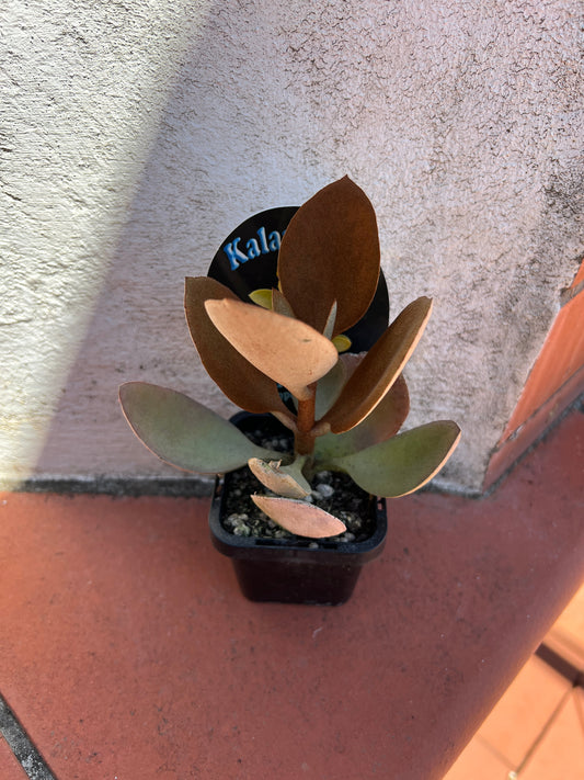 Kalanchoe orgyalis - Copper Spoons
