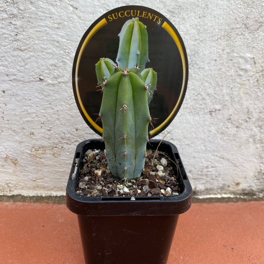 Myrtillocactus geometrizans ‘The Blue Torch’