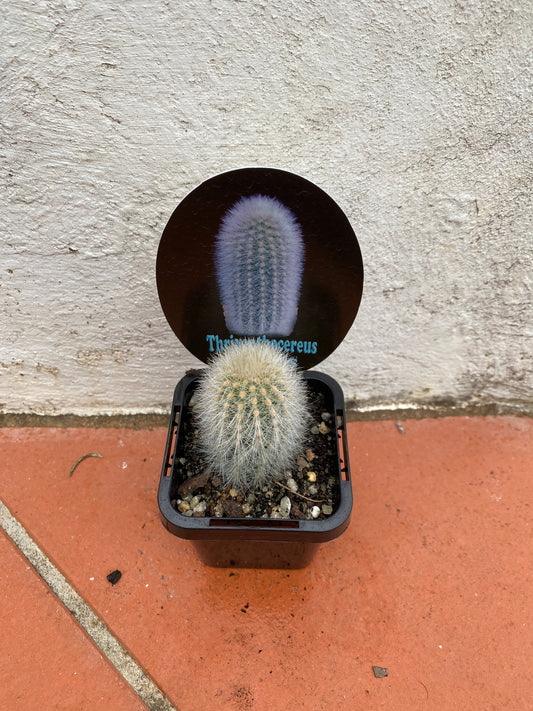 Thrixanthocerus senilis “Espostoa senilis”