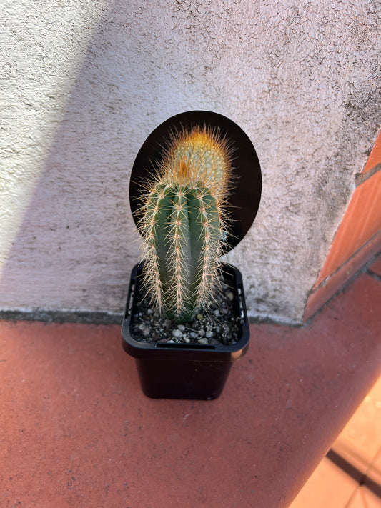 Micranthocereus purpureus