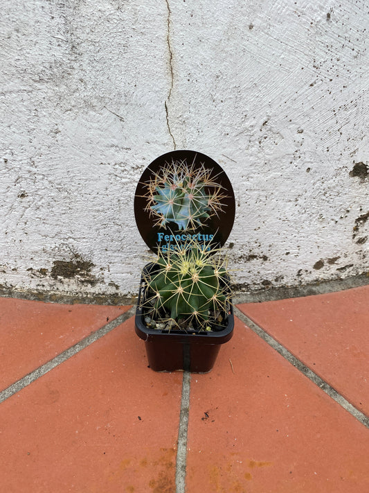 Ferocactus glaucescens