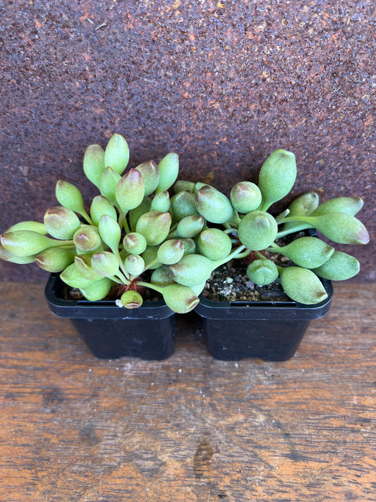 Adromischus cristatus ‘Indian Clubs”