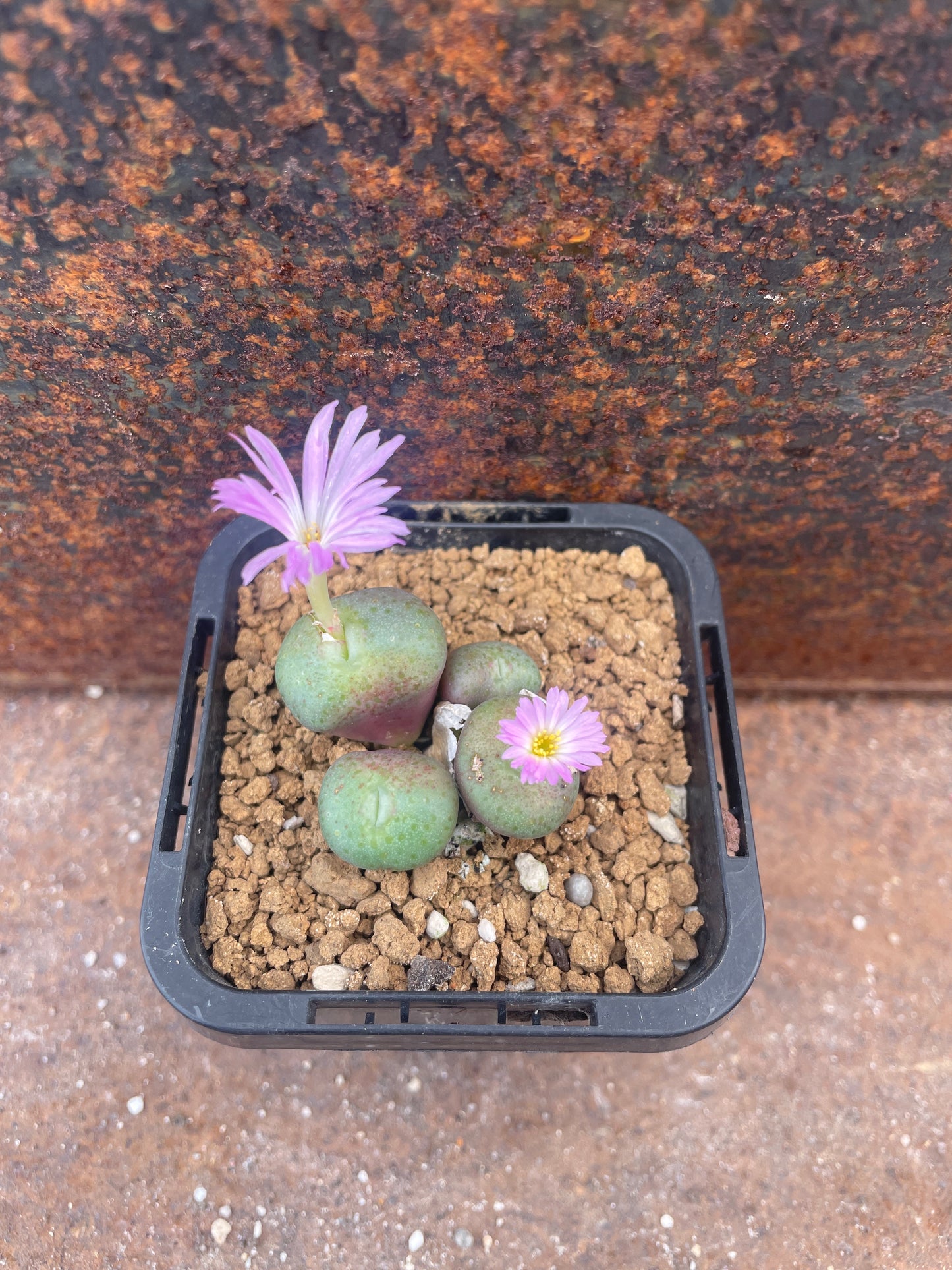 Conophytum truncatum var. brevitubum
