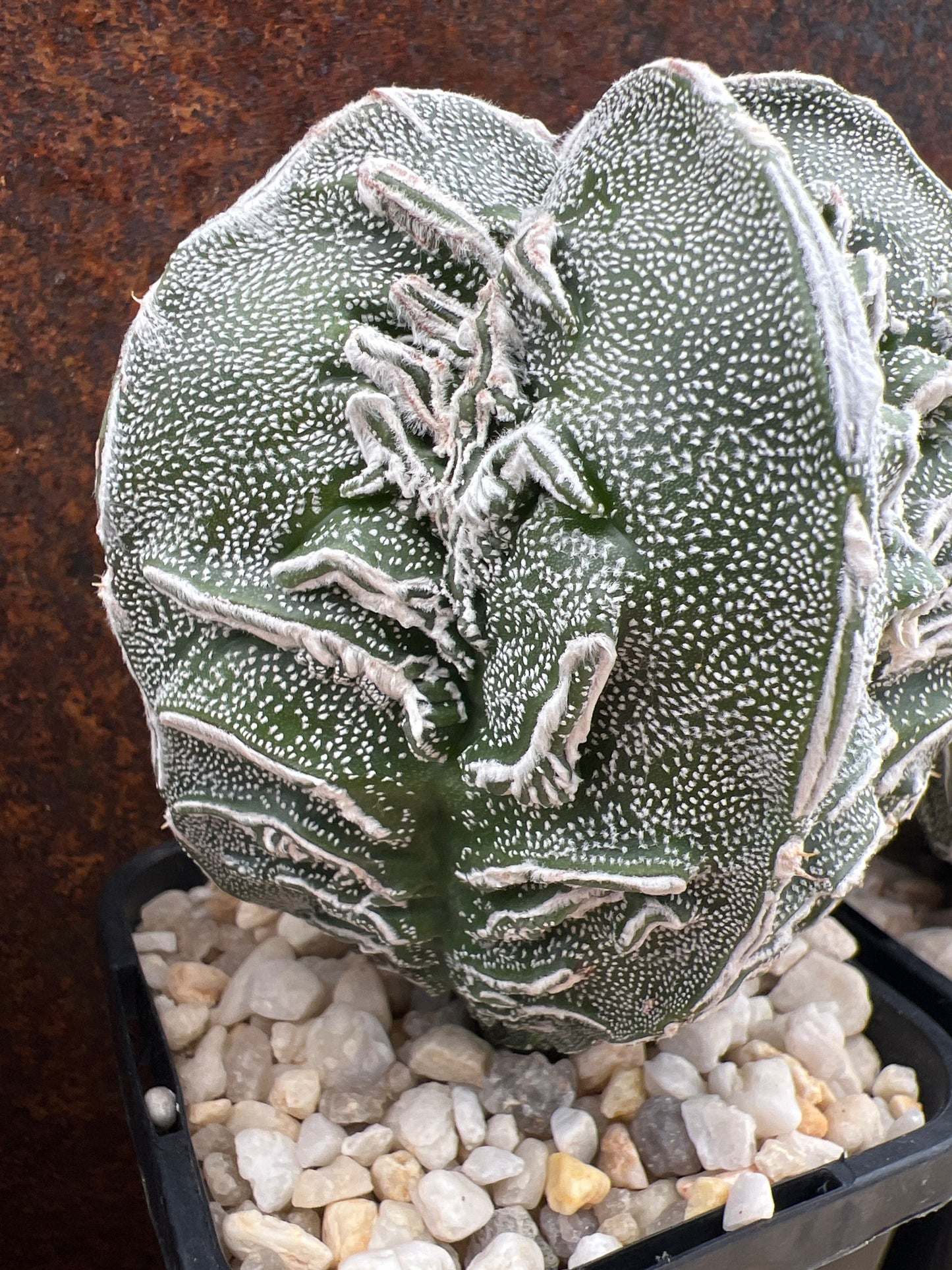 Astrophytum Myriostigma Cv. Fukuryo