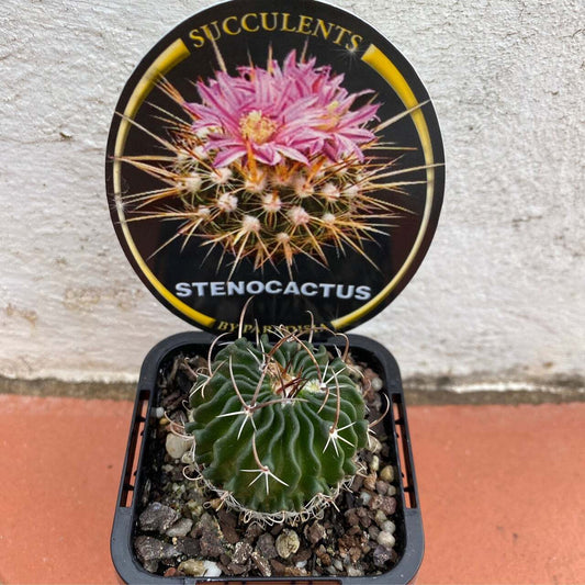 Stenocactus