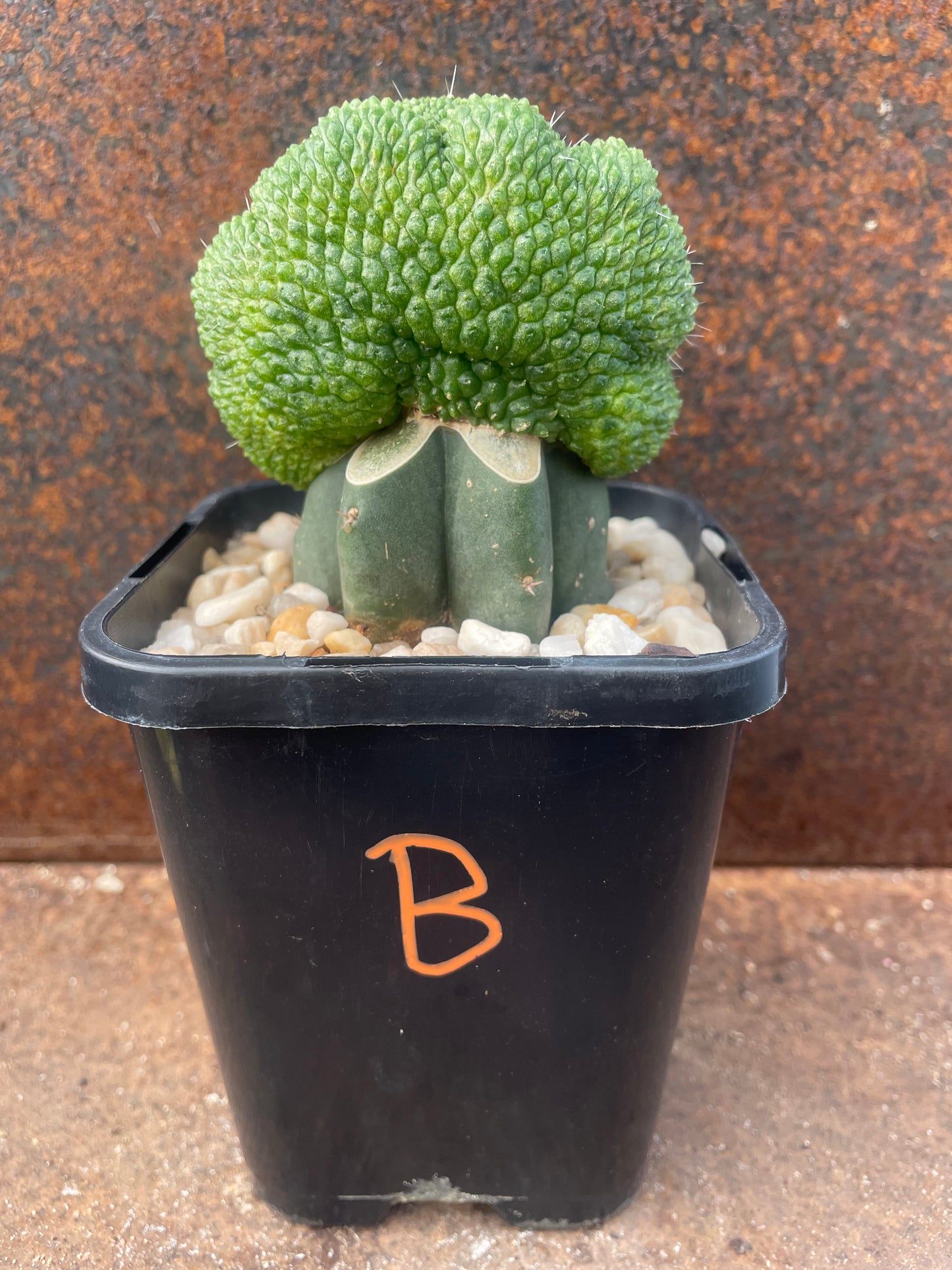 Rebutia krainziana cv inermis cristata - plant B