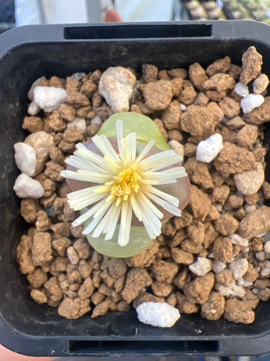 Conophytum maughanii
