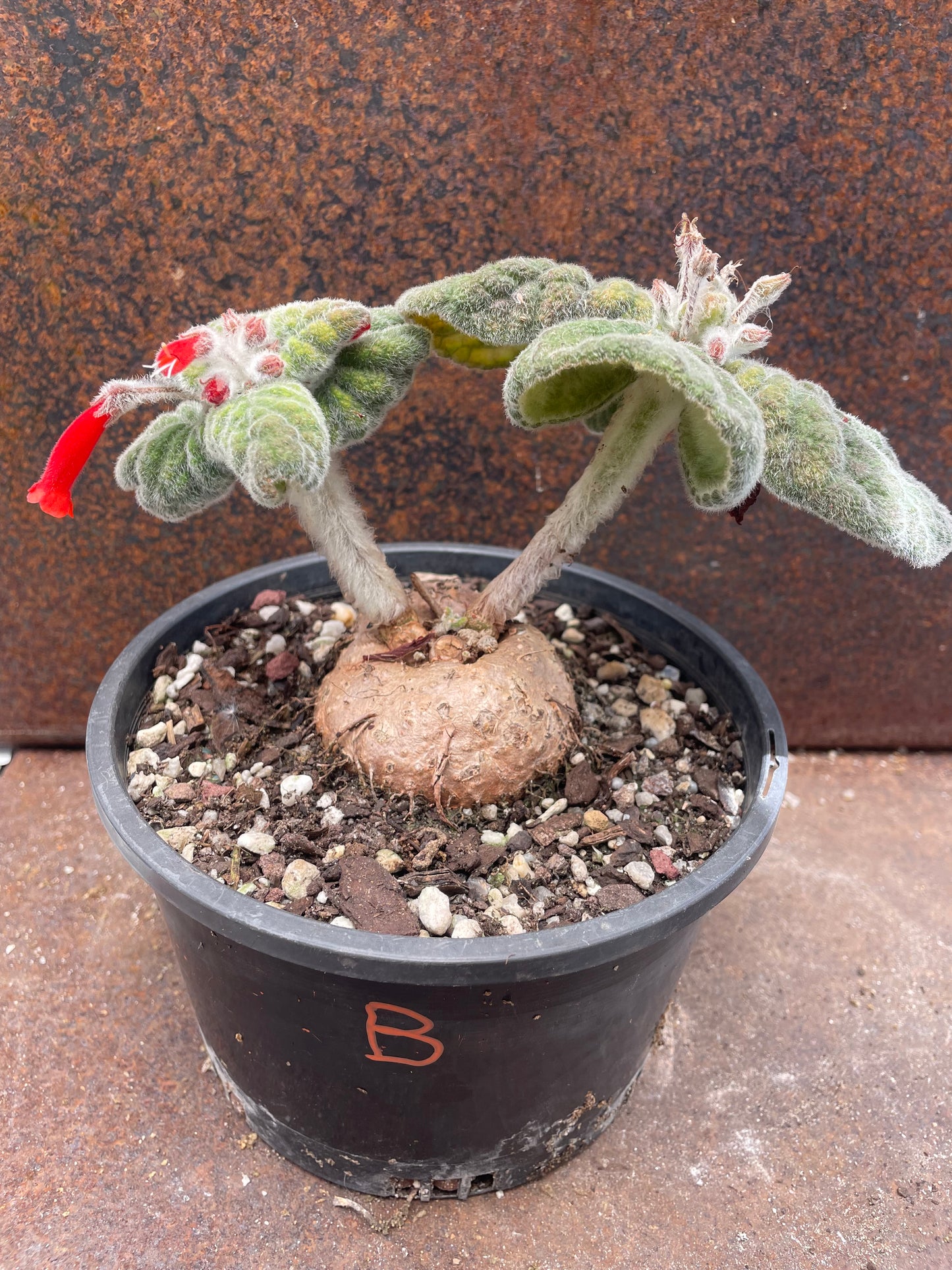 Sinningia ‘Crushed Velvet”