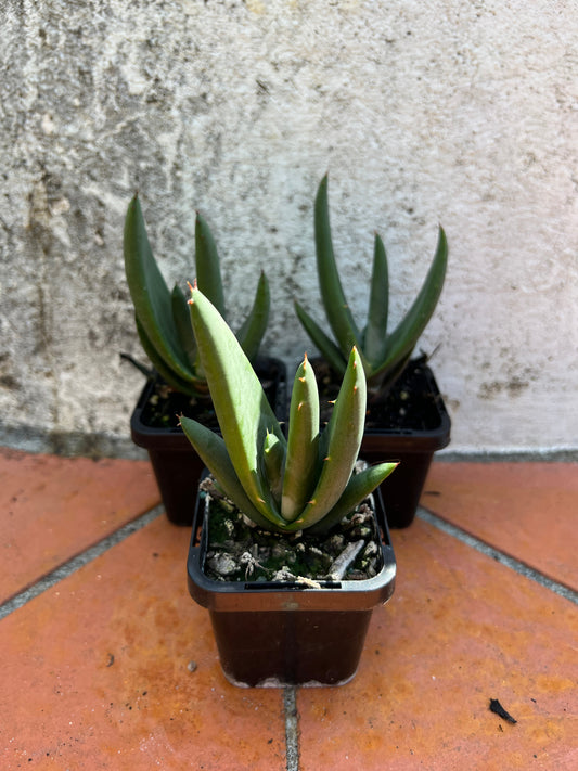 Aloe petricola 'Stone Aloe'