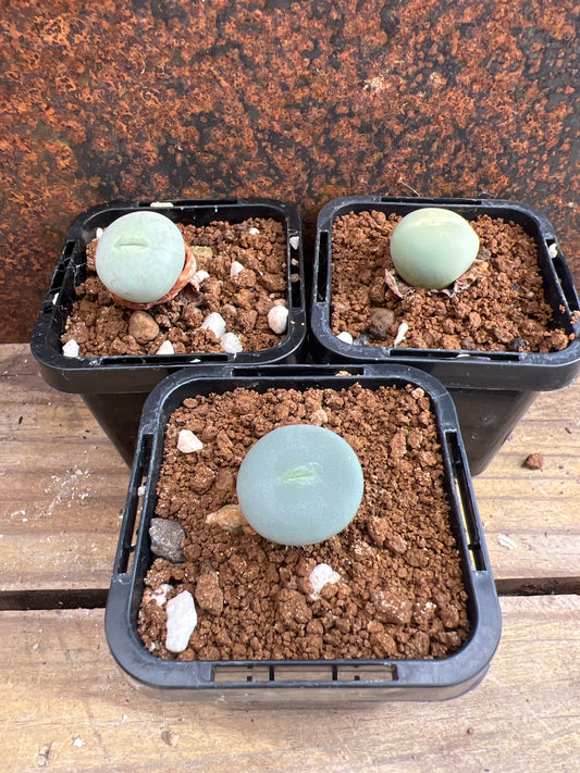 Conophytum calculus