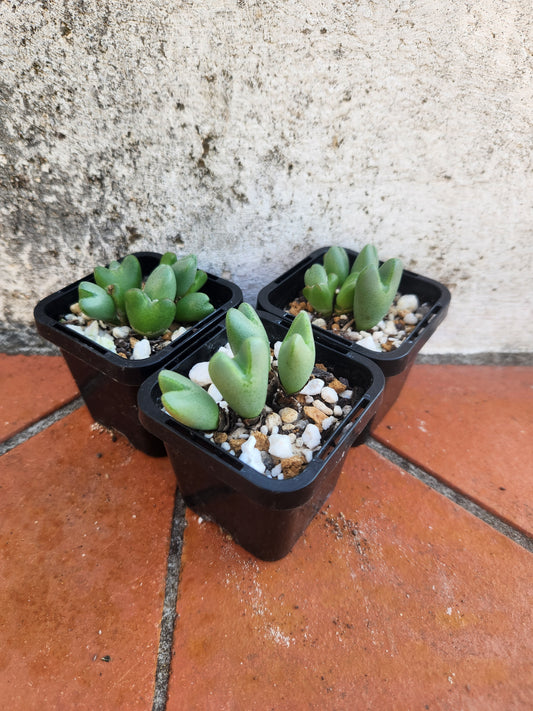 Conophytum bilobum v altum