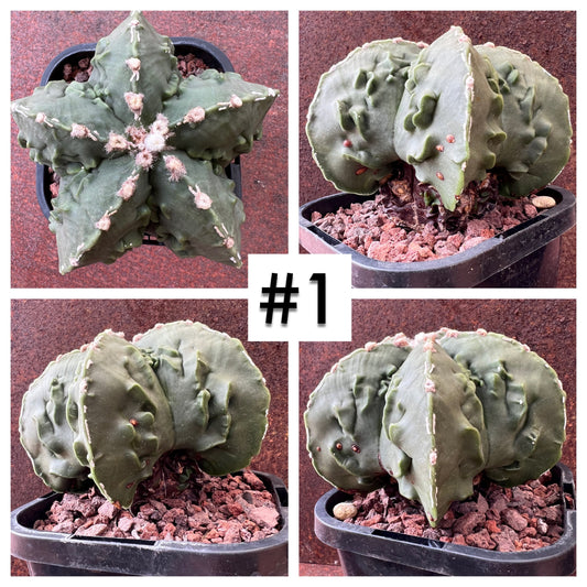 Astrophytum Myriostigma Cv. Banjaku