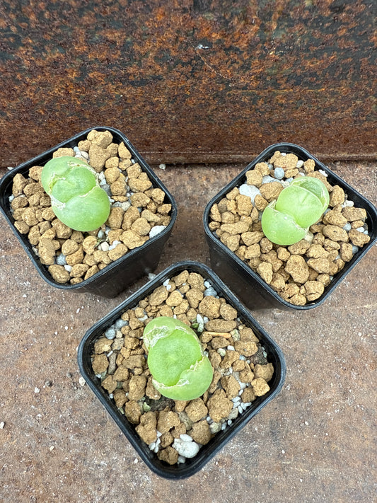 Conophytum concavum