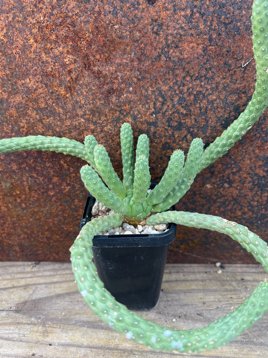Euphorbia inermis