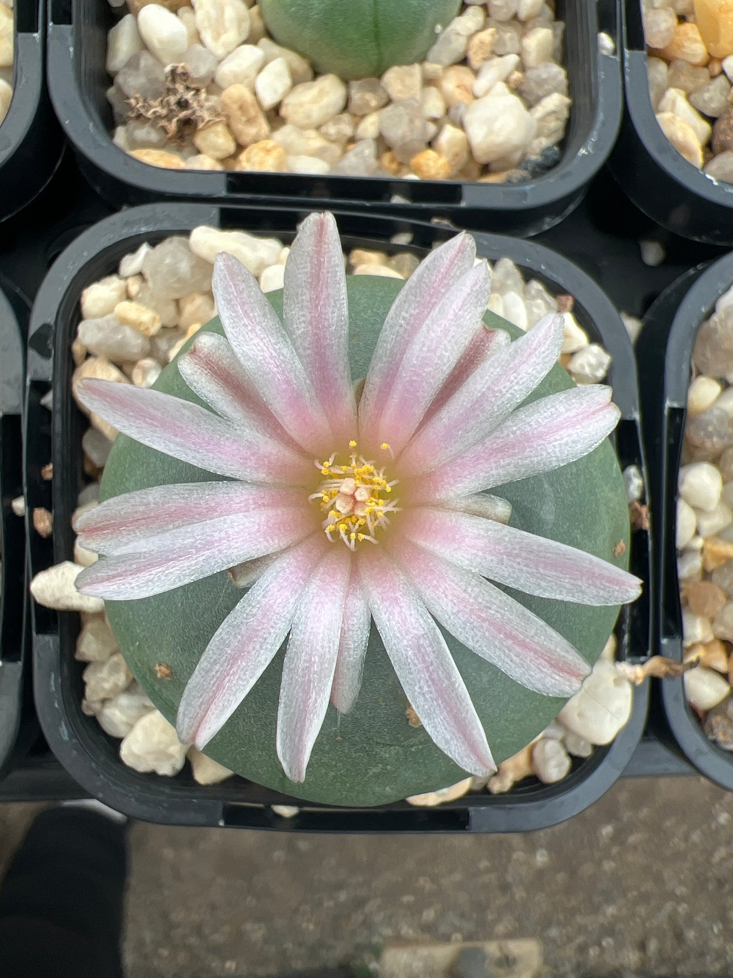 Lophophora Northern Form (seed grown)