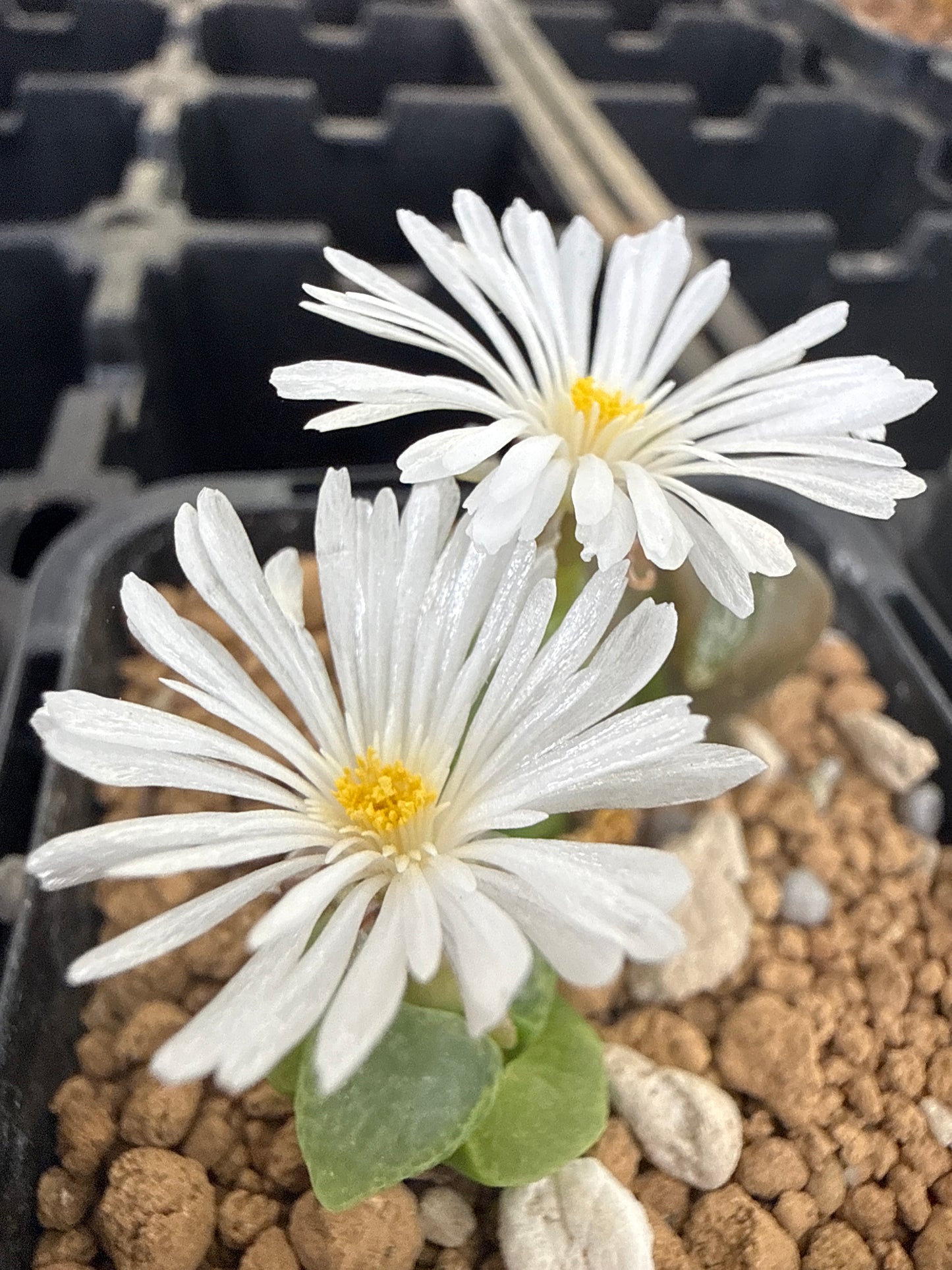 Conophytum friedrichiae