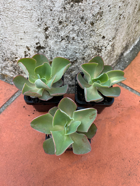 Echeveria Takasago no Okina