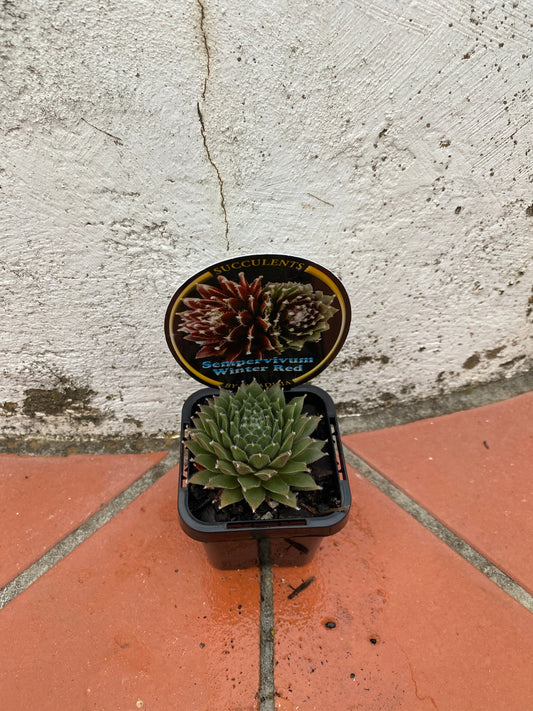 Sempervivum Winter Red