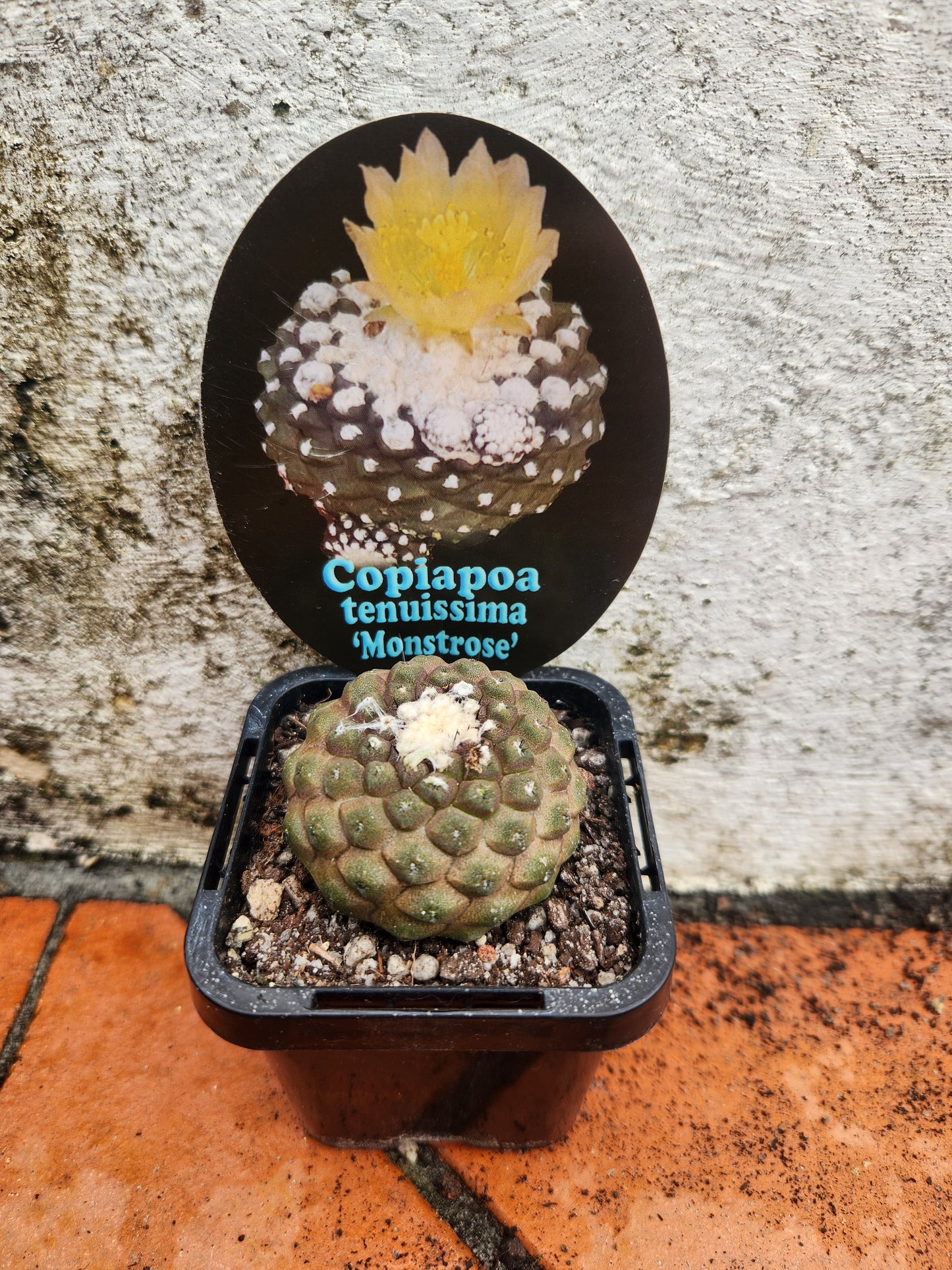 Copiapoa tenuissima 'Monstrose'