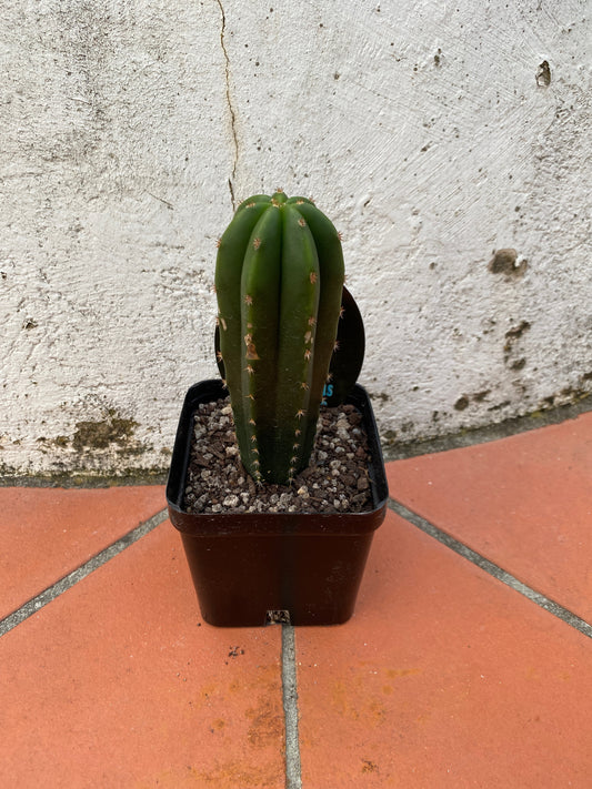 Trichocereus scopulicola (O.P)