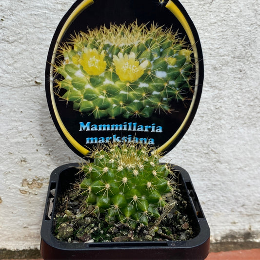 Mammillaria marksiana
