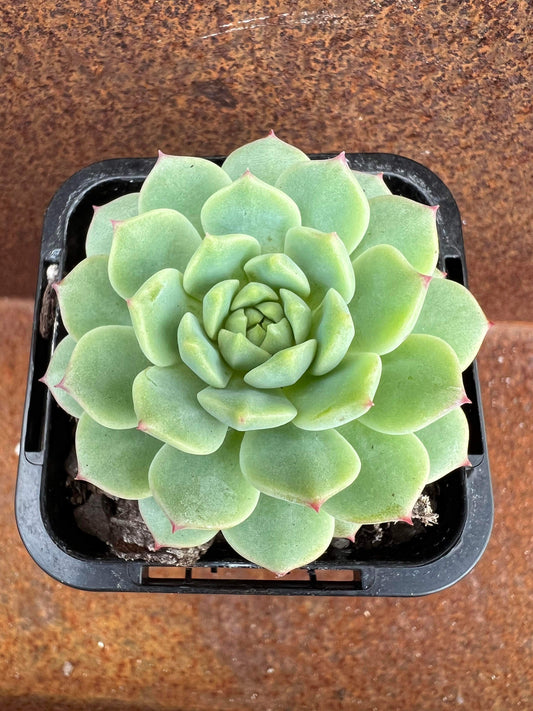 Echeveria Panda Face