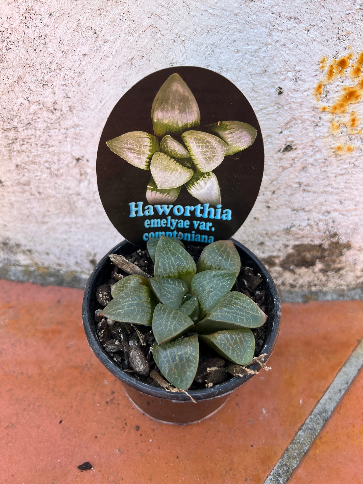 Haworthia emelyae var. comptoniana