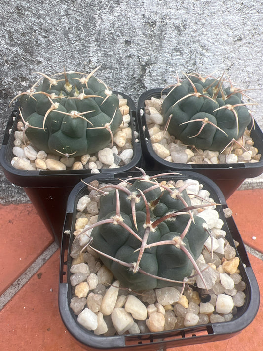 Gymnocalycium 3 spike Japanese form