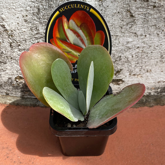 Kalanchoe thysiflora ‘Flap Jacks’