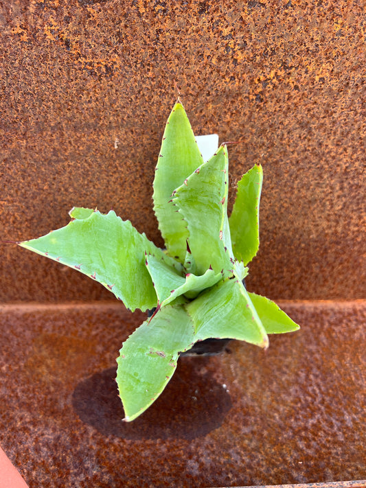 Agave potatorum 'verschaffeltii'