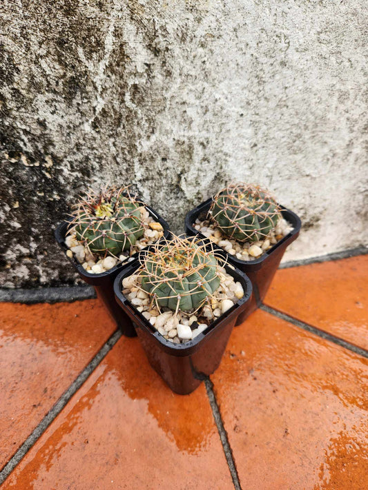 Stenocactus ochoterenae