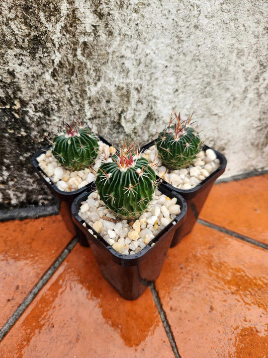 Stenocactus zacatecasensis