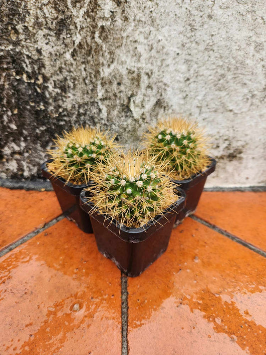 Mammillaria nivosa