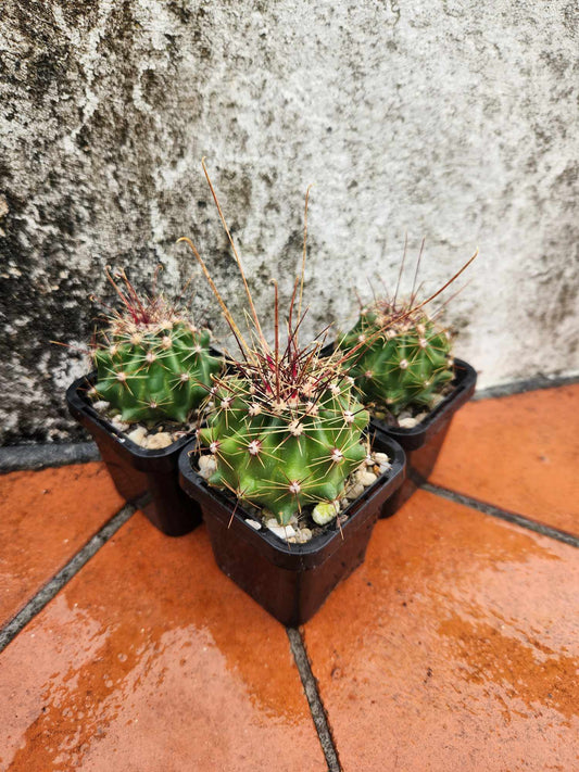 Ferocactus gounellei