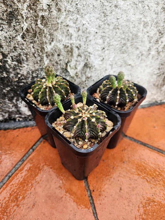 Gymnocalycium stenopleurum LB 2178 "Agua Dulce"