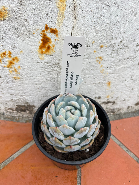 Echeveria Orange Monroe