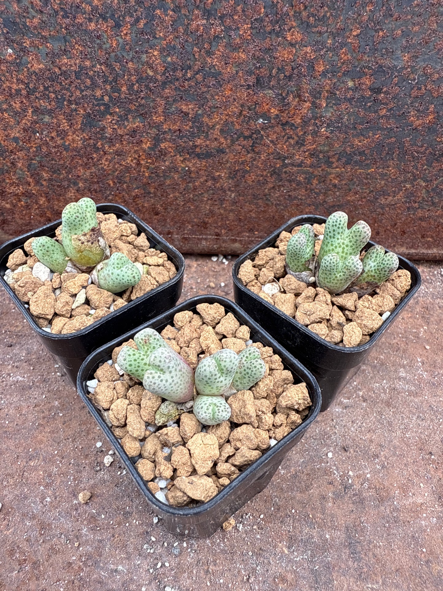 Conophytum marginatum ssp karamoepense 955D