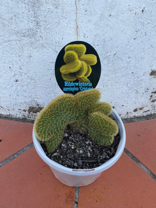 Hildewinteria aureispina 'Cristata'