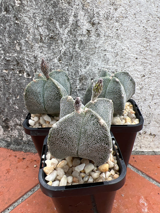 Astrophytum Myriostigma