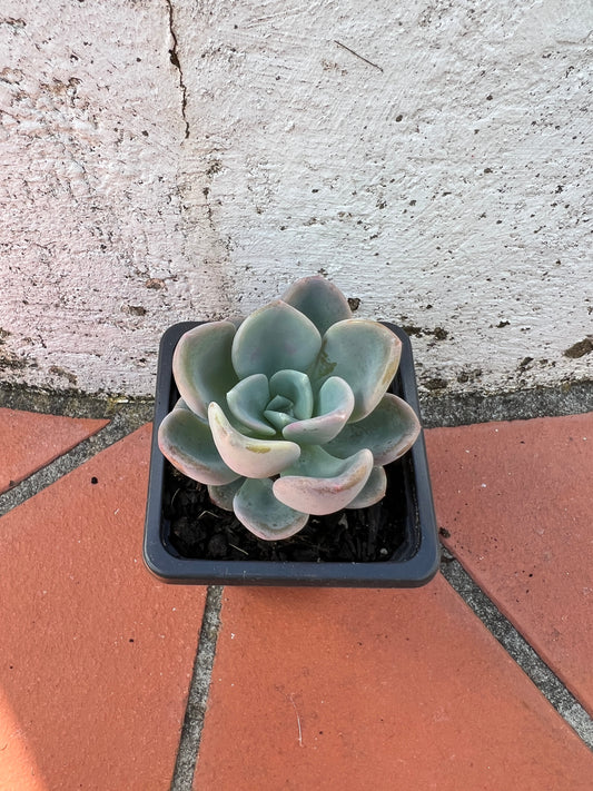 Pachyveria Orpet