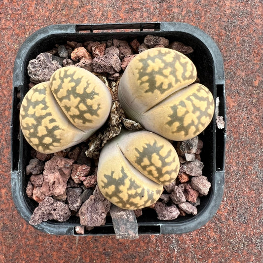 Lithops Karasmontana ssp Bella C143A