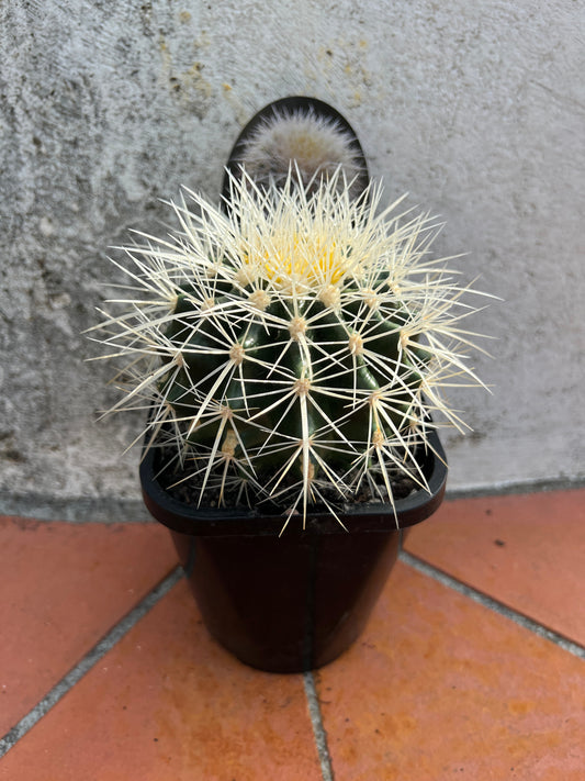 Echinocactus grusonii var. albispinus 'White Barrel Cactus'