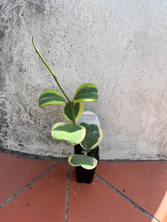 Hoya Kerrii albomarginata
